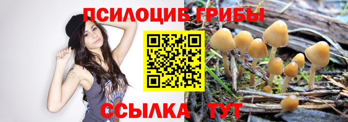 Ростов-на-Дону  где найти   Вход с VPN  Псилоцибиновые грибы Psilocybe 